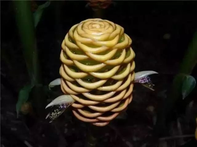 Stunning Honeycomb Ginger: A Tropical Botanical Gem