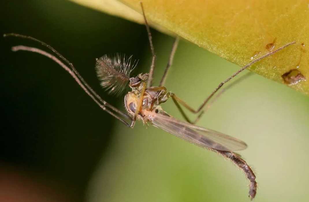 Chironomids: The High - Speed Wing Beaters of Aquatic Ecosystems