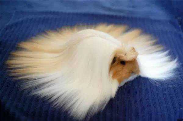 The Long-Haired Guinea Pig: A Fluffy Companion with a Rich Historical Background