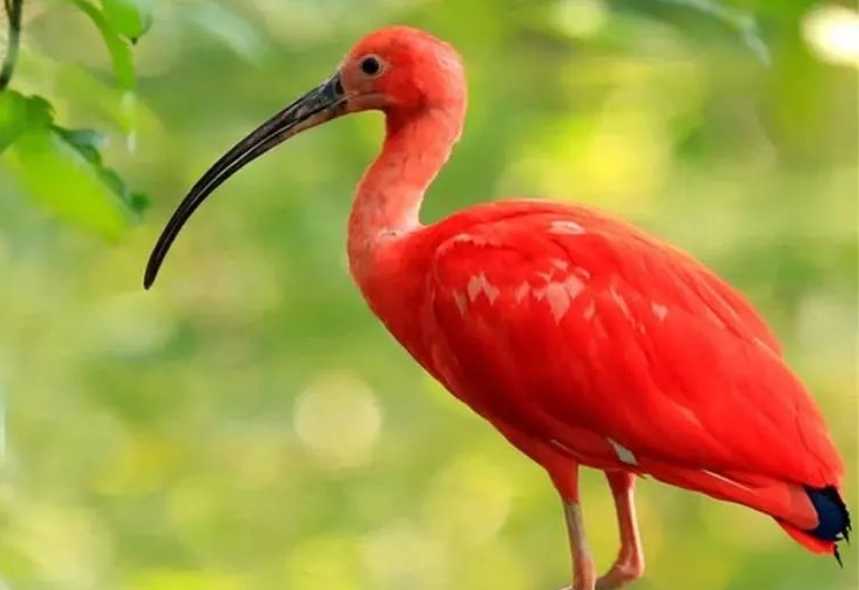 The American Flamingo: Nature’s Most Vibrant Scarlet Wonder