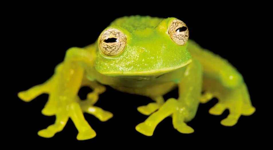 Scientists Warn: 'Living Crystal' Buckley's Glass Frog Faces Extinction in Amazon Rainforest